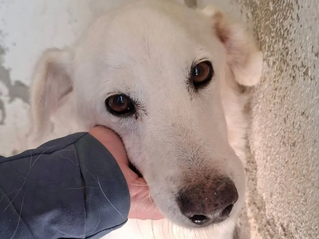 Adozione cane, maschio, Razza sconosciuta Razza sconosciuta, 14 anni e 4 mesi, taglia media, Bergamo