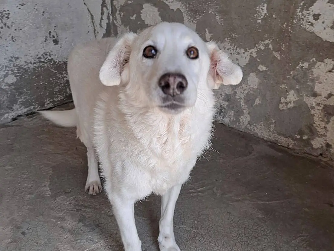 Adotta un cane, taglia media, maschio, Bergamo