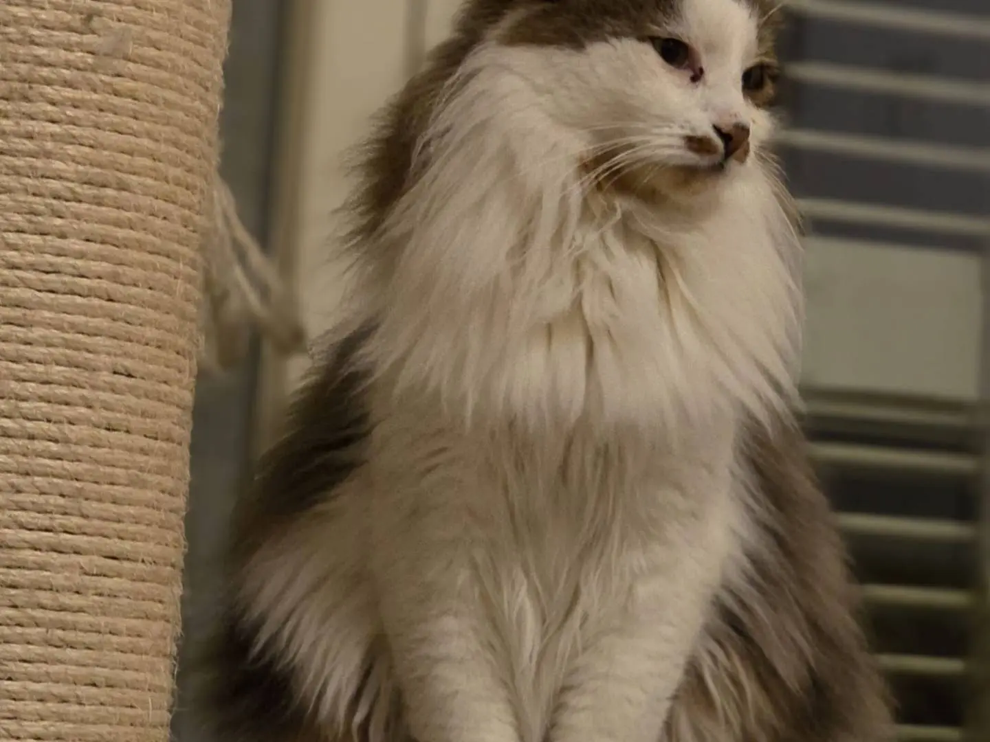 Adozione gatto, maschio, Norvegese delle Foreste  Razza sconosciuta, 2 anni e 5 mesi, taglia non valida, Barletta