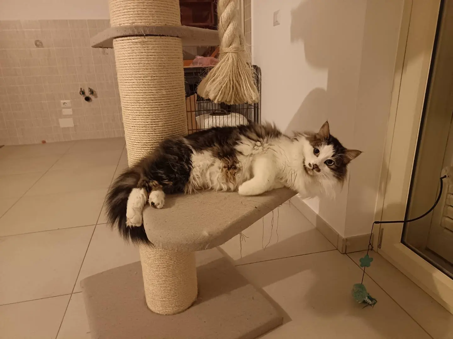 Adotta un gatto, taglia non valida, maschio, Barletta
