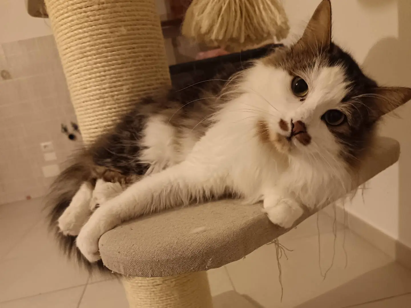 Adotta un gatto, maschio, 2 anni e 5 mesi, Barletta