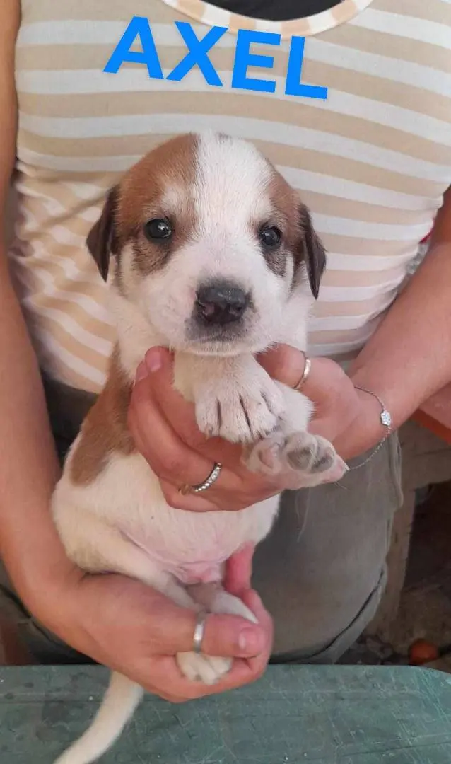 Adozione cane, femmina, meticcio, 3 anni e 3 mesi, taglia media, Catania