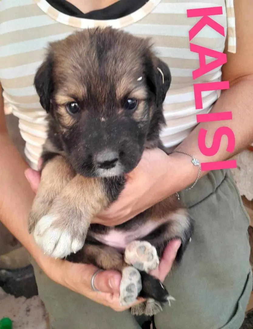 Adotta un cane, taglia media, femmina, Catania