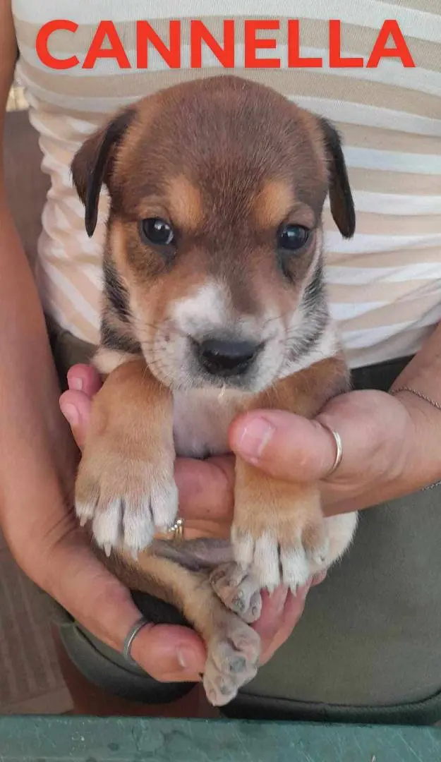 Adotta un cane, femmina, 3 anni e 3 mesi, Catania