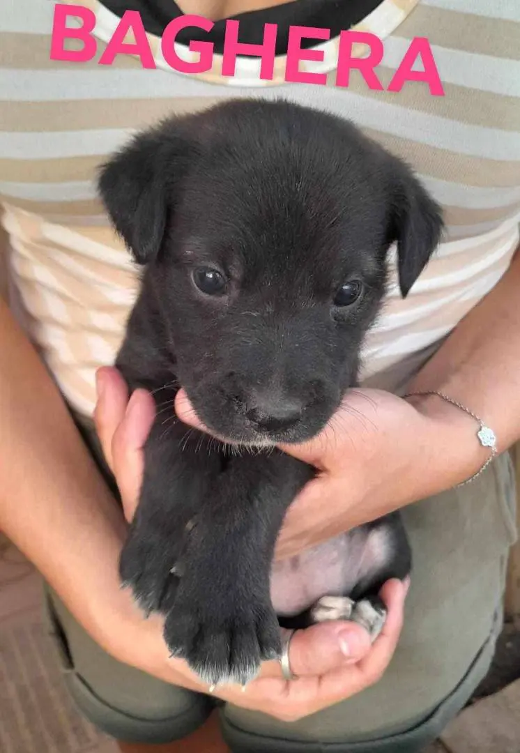Vuoi adottare un cane a Catania?
