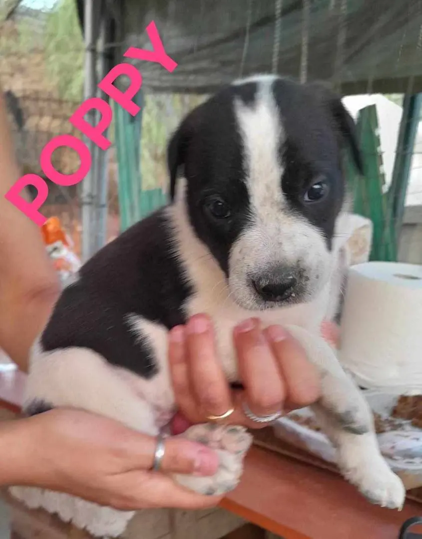 Adotta il cane bellissimi cuccioli in regalo a Catania