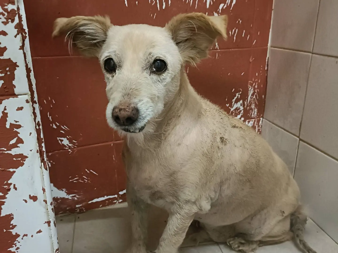 Adozione cane, maschio, Razza sconosciuta Razza sconosciuta, 10 anni e 4 mesi, taglia media contenuta, Palermo