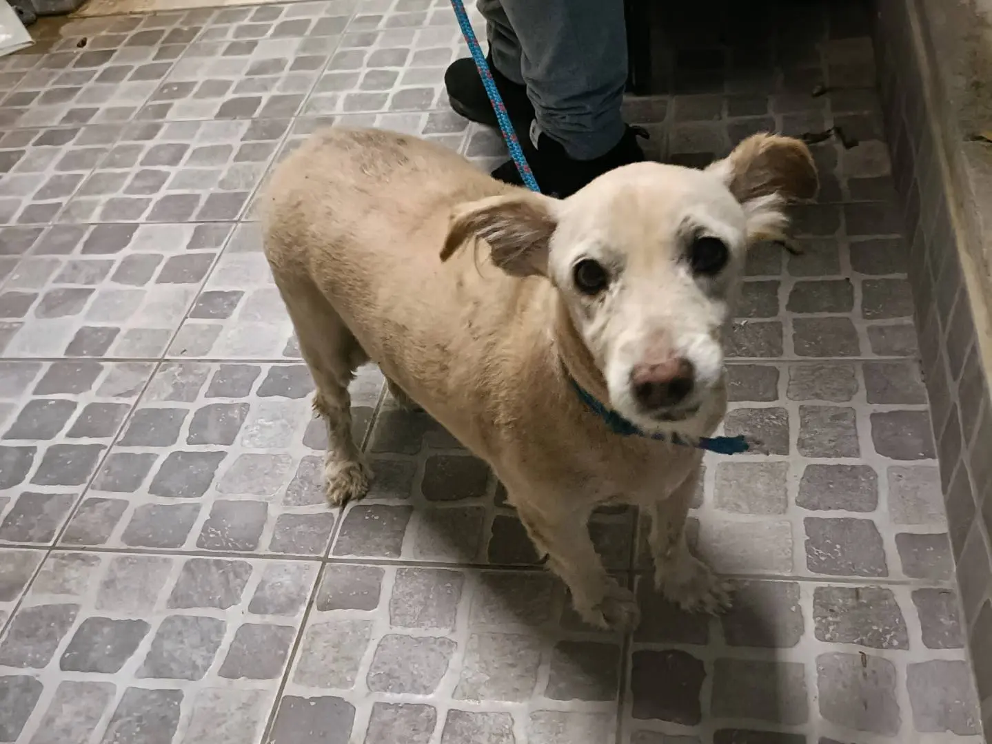 Adotta un cane, taglia media contenuta, maschio, Palermo