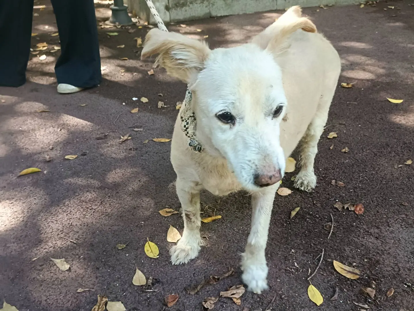 Adotta un cane, maschio, 10 anni e 4 mesi, Palermo