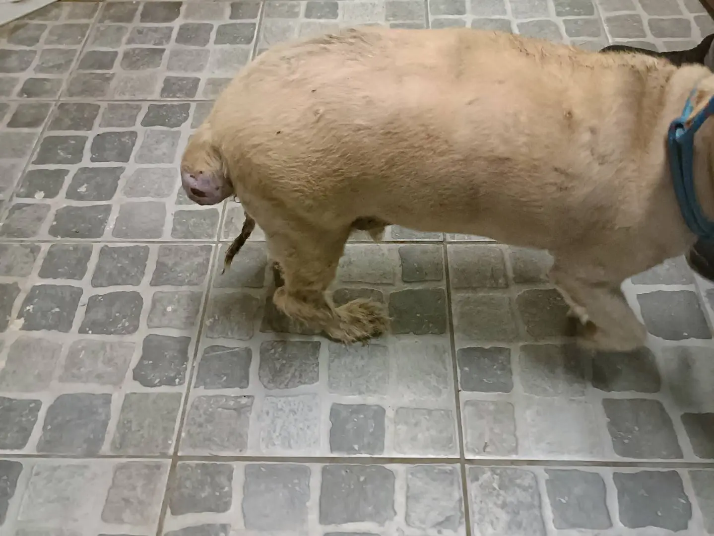 Vuoi adottare un cane a Palermo?