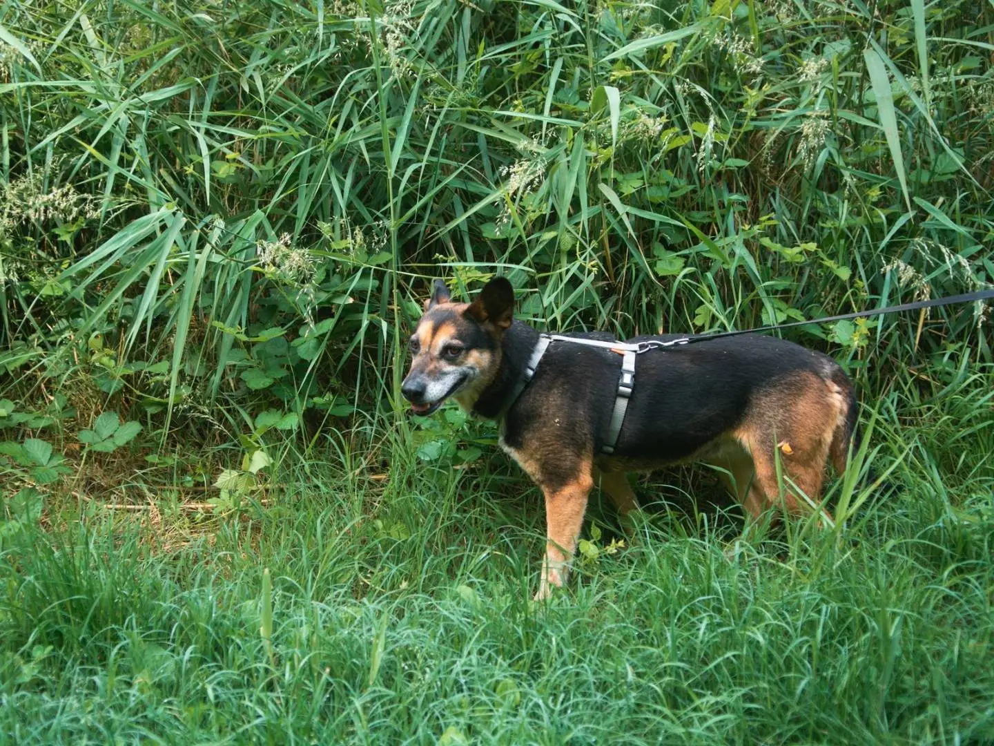 Foto 2 dell'animale