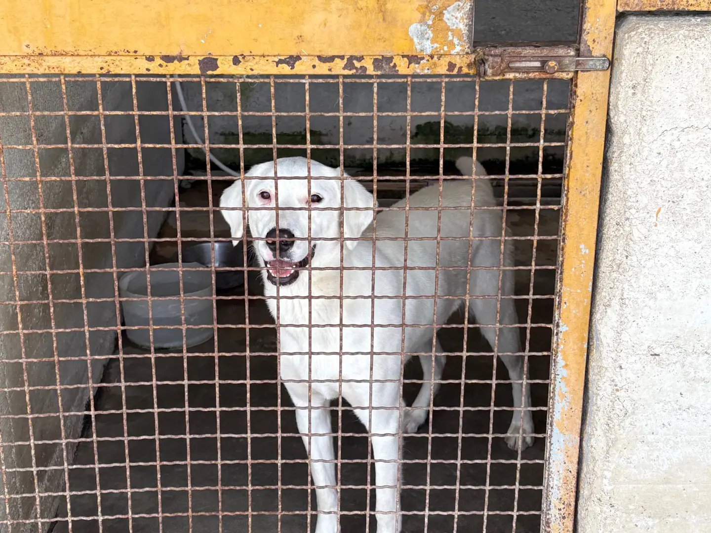 Adozione cane, femmina, Razza sconosciuta Razza sconosciuta, 2 anni e 3 mesi, taglia media, Caserta