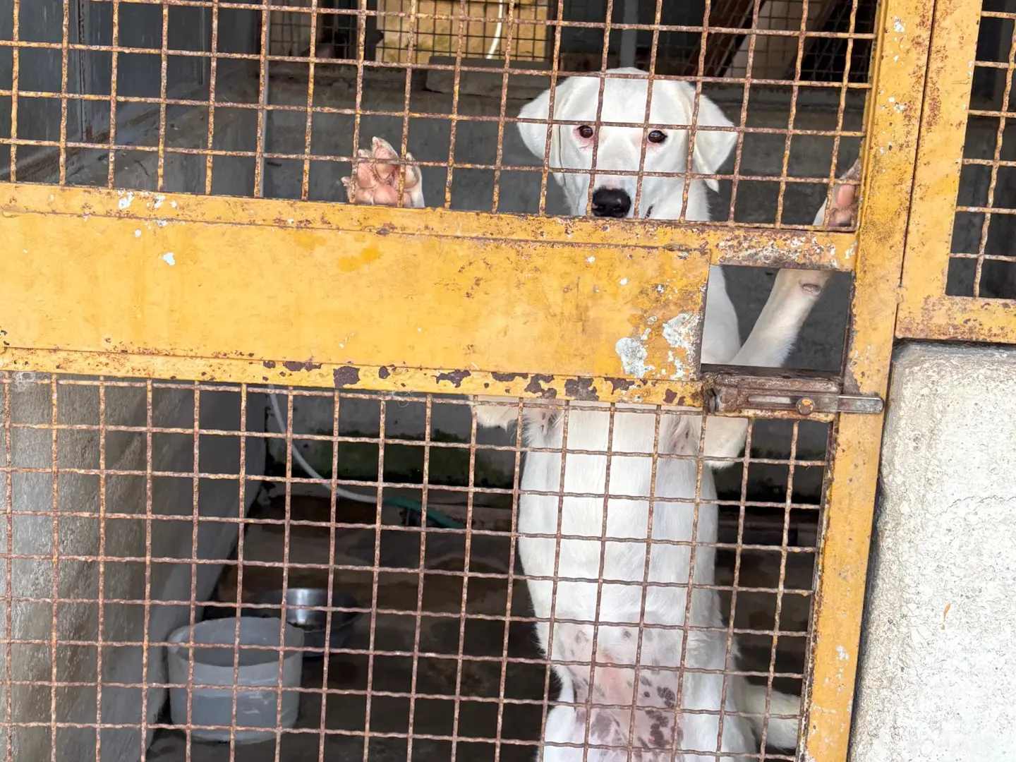 Adotta un cane, femmina, 2 anni e 3 mesi, Caserta