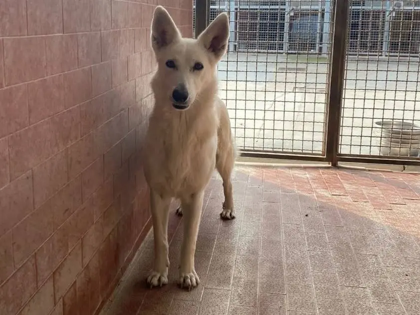 Adotta un cane, maschio, 9 anni e 3 mesi, Milano