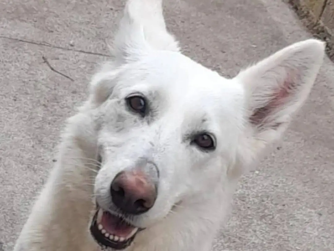 Adozione cane, maschio, Pastore svizzero, 9 anni e 3 mesi, taglia media, Milano