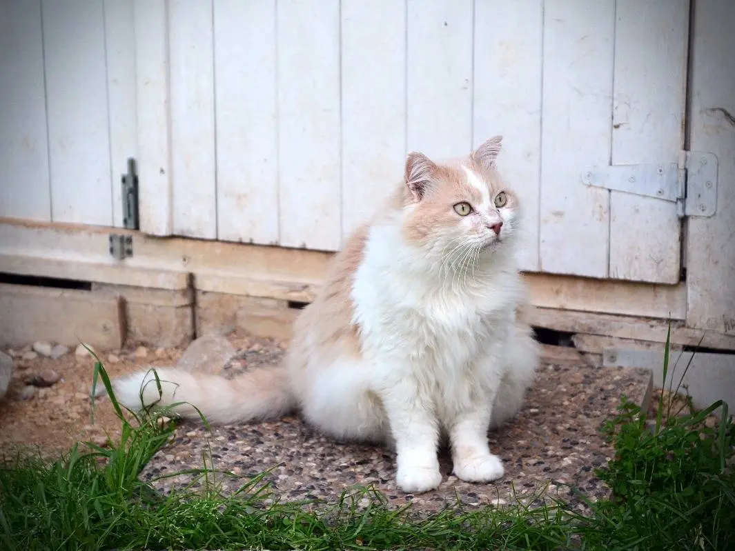 Adozione gatto, maschio, Razza sconosciuta Razza sconosciuta, 12 anni e 8 mesi, taglia non valida, Verona