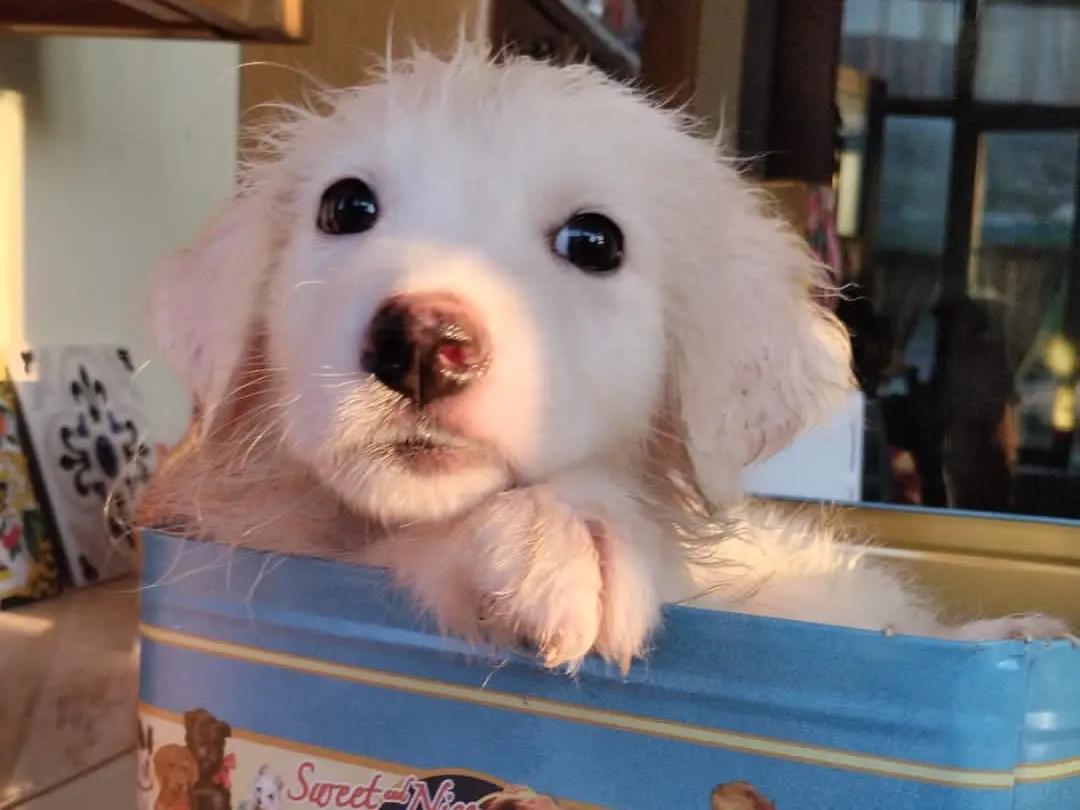 Adotta il cane Sirio a Vibo