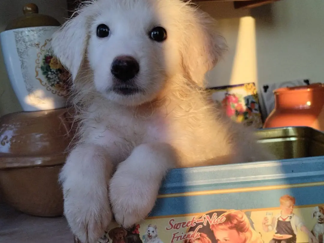 Adotta un cane, maschio, 5 mesi, Vibo