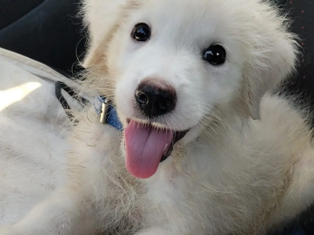 Adozione cane, maschio, Razza sconosciuta Razza sconosciuta, 5 mesi, taglia media, Vibo
