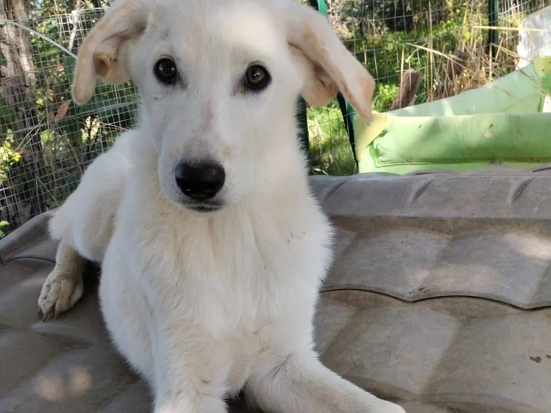 Adotta un cane, maschio, 5 mesi, Vibo