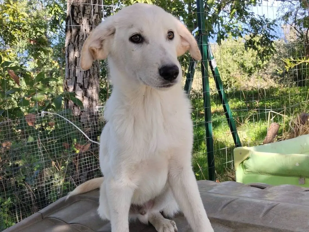 Vuoi adottare un cane a Vibo?