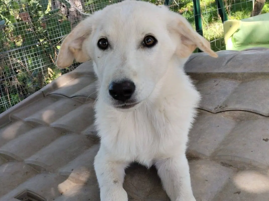 Adozione cane, maschio, Labrador Retriever Razza sconosciuta, 5 mesi, taglia media, Vibo