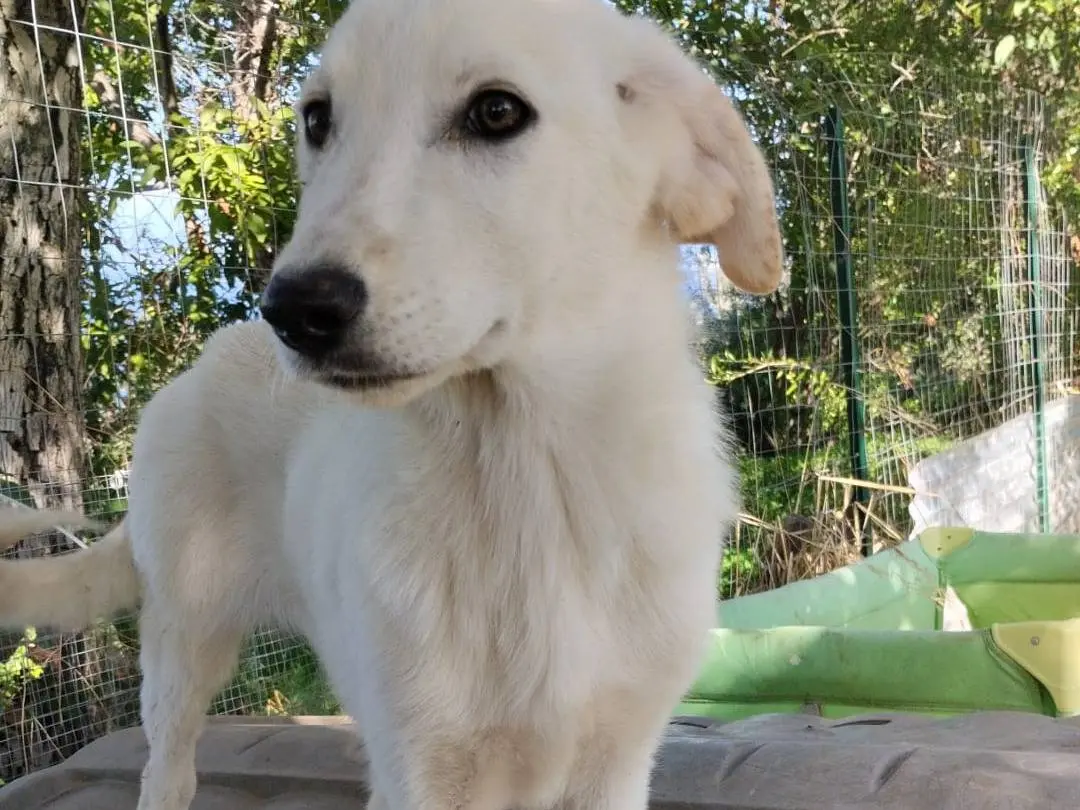 Adotta il cane RUDOLF a Vibo