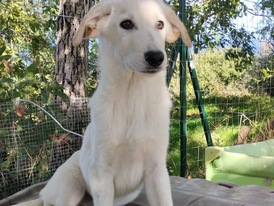 Adotta un cane, taglia media, maschio, Vibo