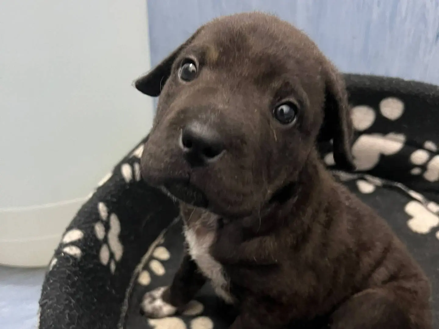 Adozione cane, femmina, Razza sconosciuta Razza sconosciuta, 2 mesi, taglia gigante, Siracusa