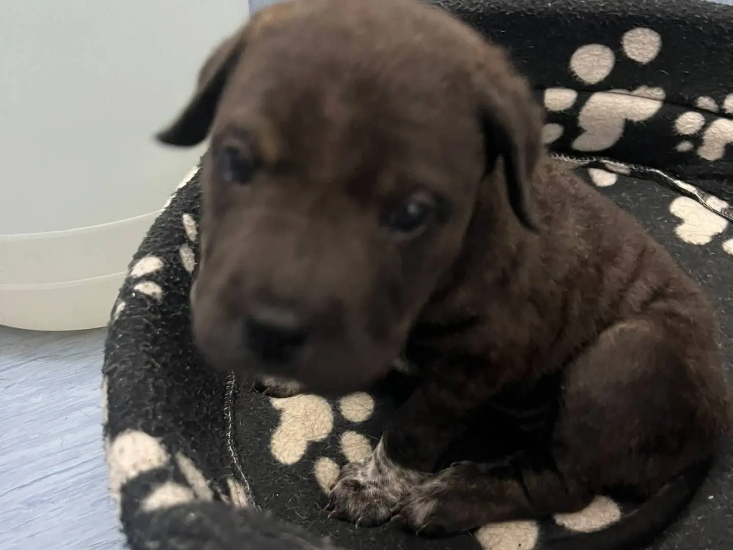 Adotta un cane, femmina, 2 mesi, Siracusa