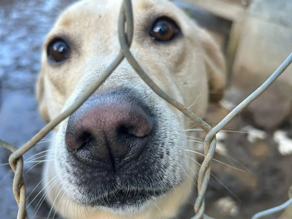 Vuoi adottare un cane a Catanzaro?