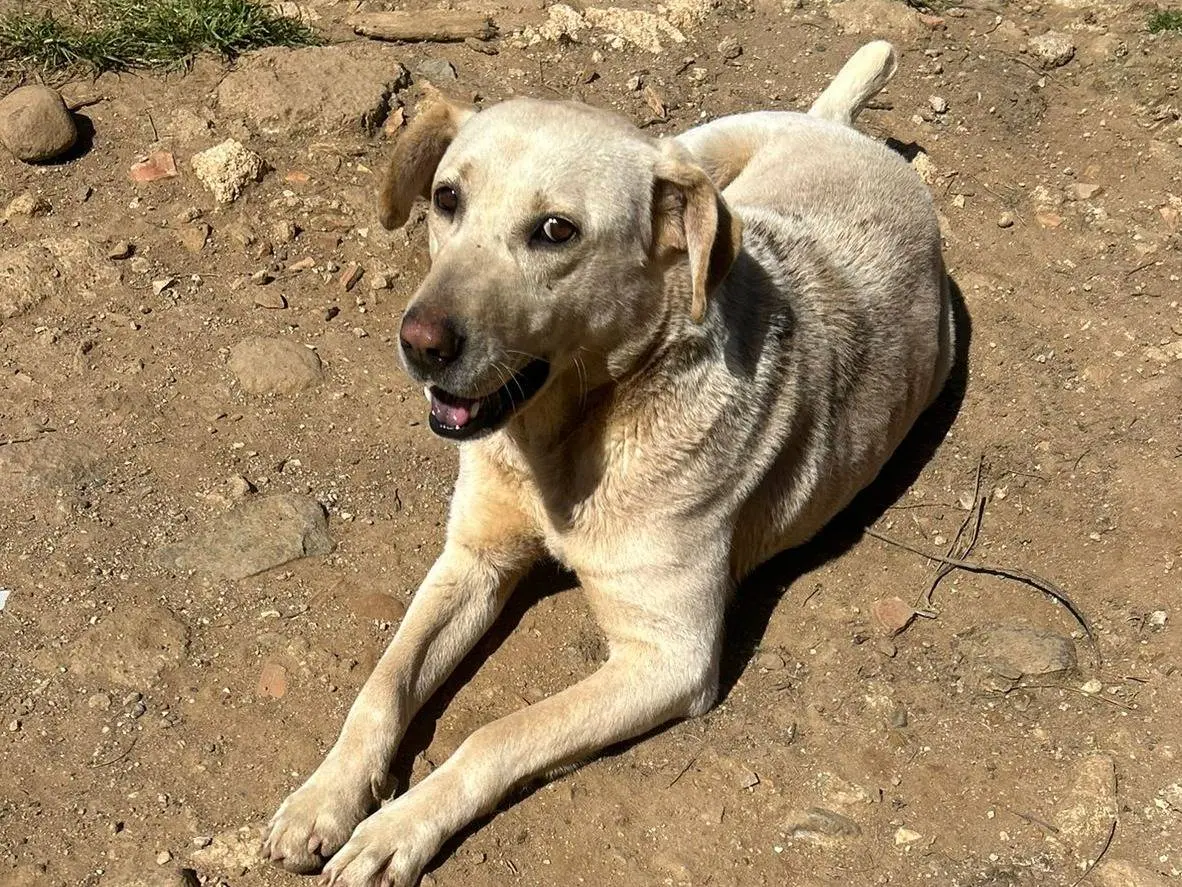 Adotta il cane Sonia a Catanzaro