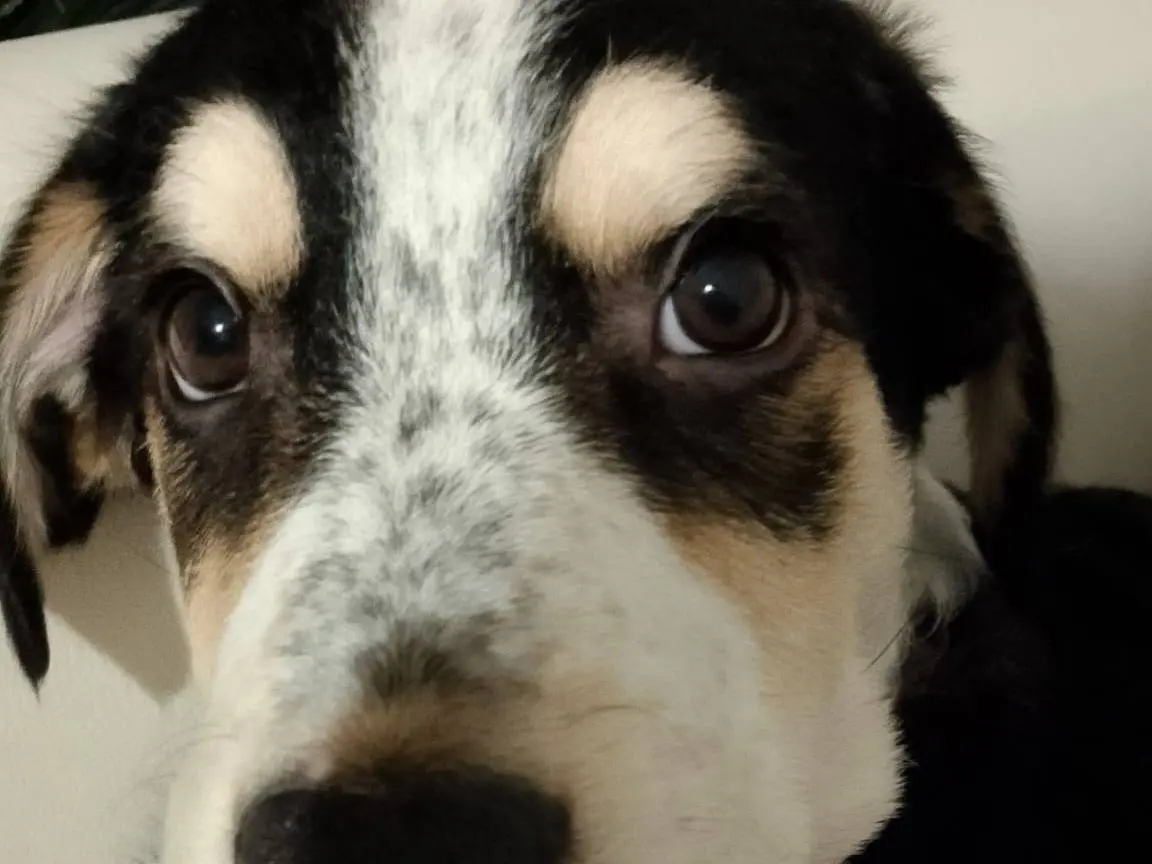 Adotta un cane, maschio, 11 mesi, Catania