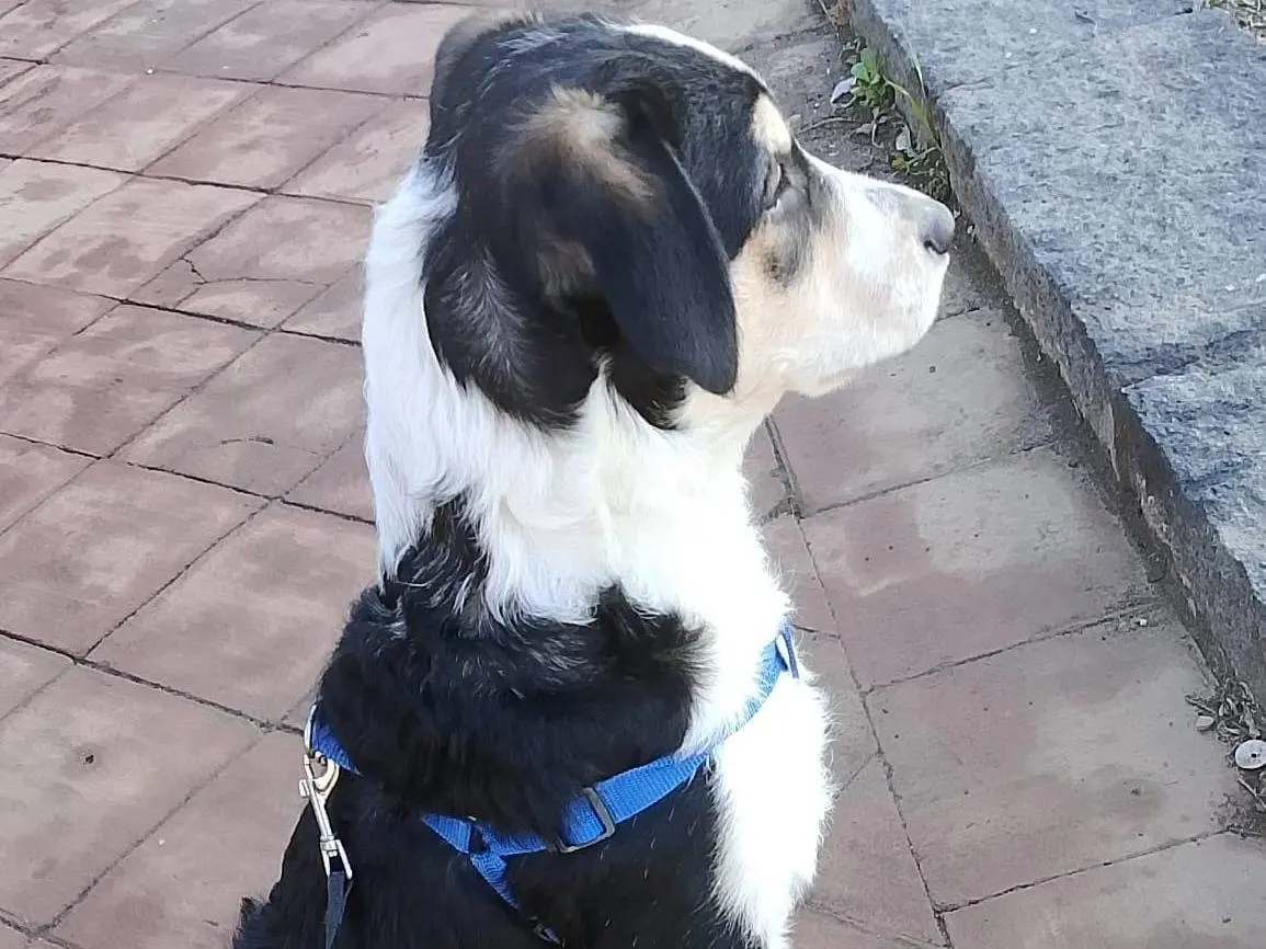 Adozione cane, maschio, Razza sconosciuta Razza sconosciuta, 11 mesi, taglia media, Catania