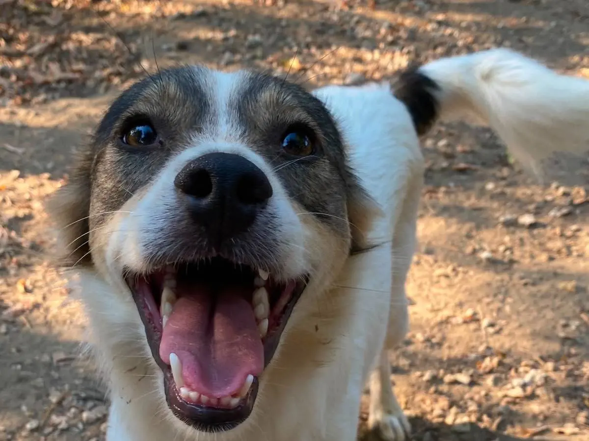Adozione cane, maschio, Razza sconosciuta Razza sconosciuta, 2 anni e 3 mesi, taglia media contenuta, Parma