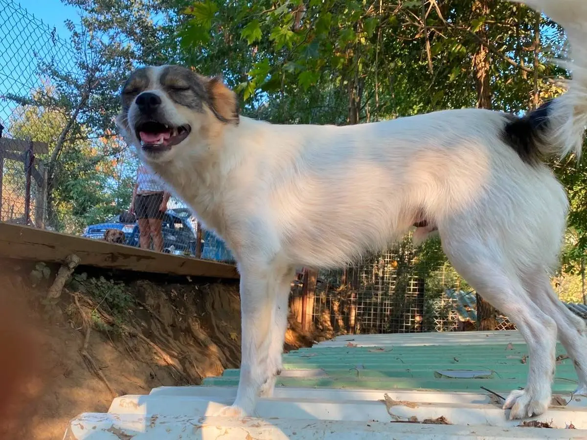 Adotta un cane, maschio, 2 anni e 3 mesi, Parma