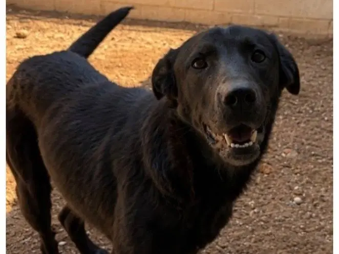 Adozione cane, maschio, Labrador Retriever Razza sconosciuta, 2 anni e 3 mesi, taglia media, Milano