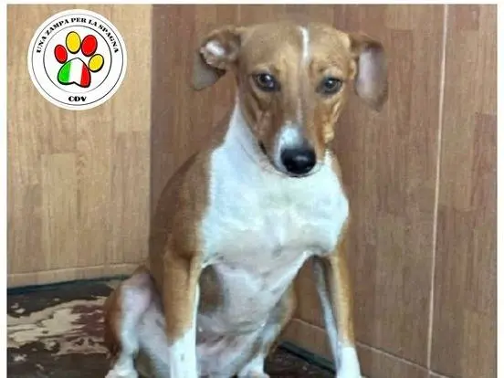Adozione cane, femmina, Razza sconosciuta Razza sconosciuta, 1 anno e 2 mesi, taglia piccola, Milano