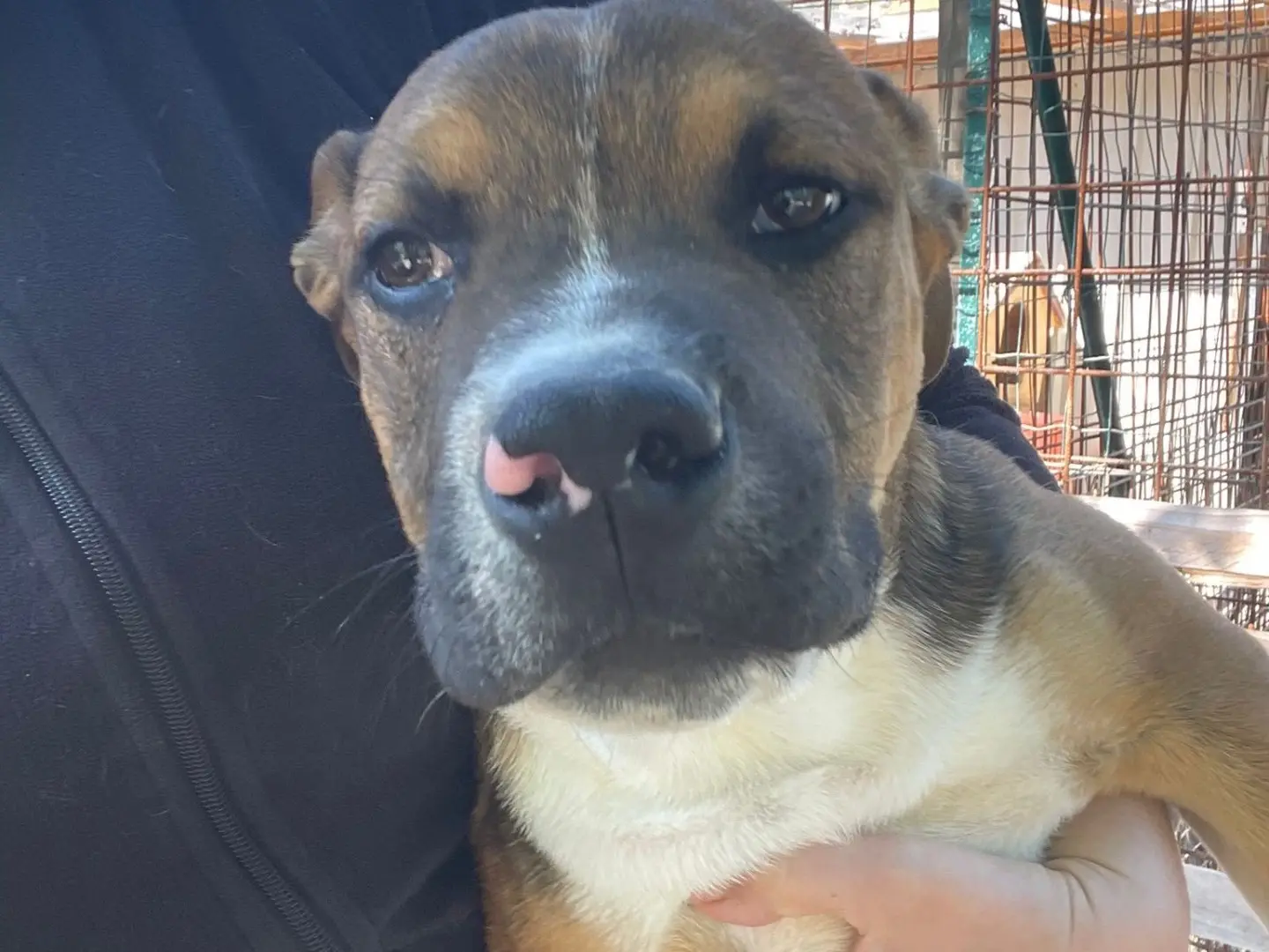 Adotta un cane, maschio, 11 mesi, Frosinone