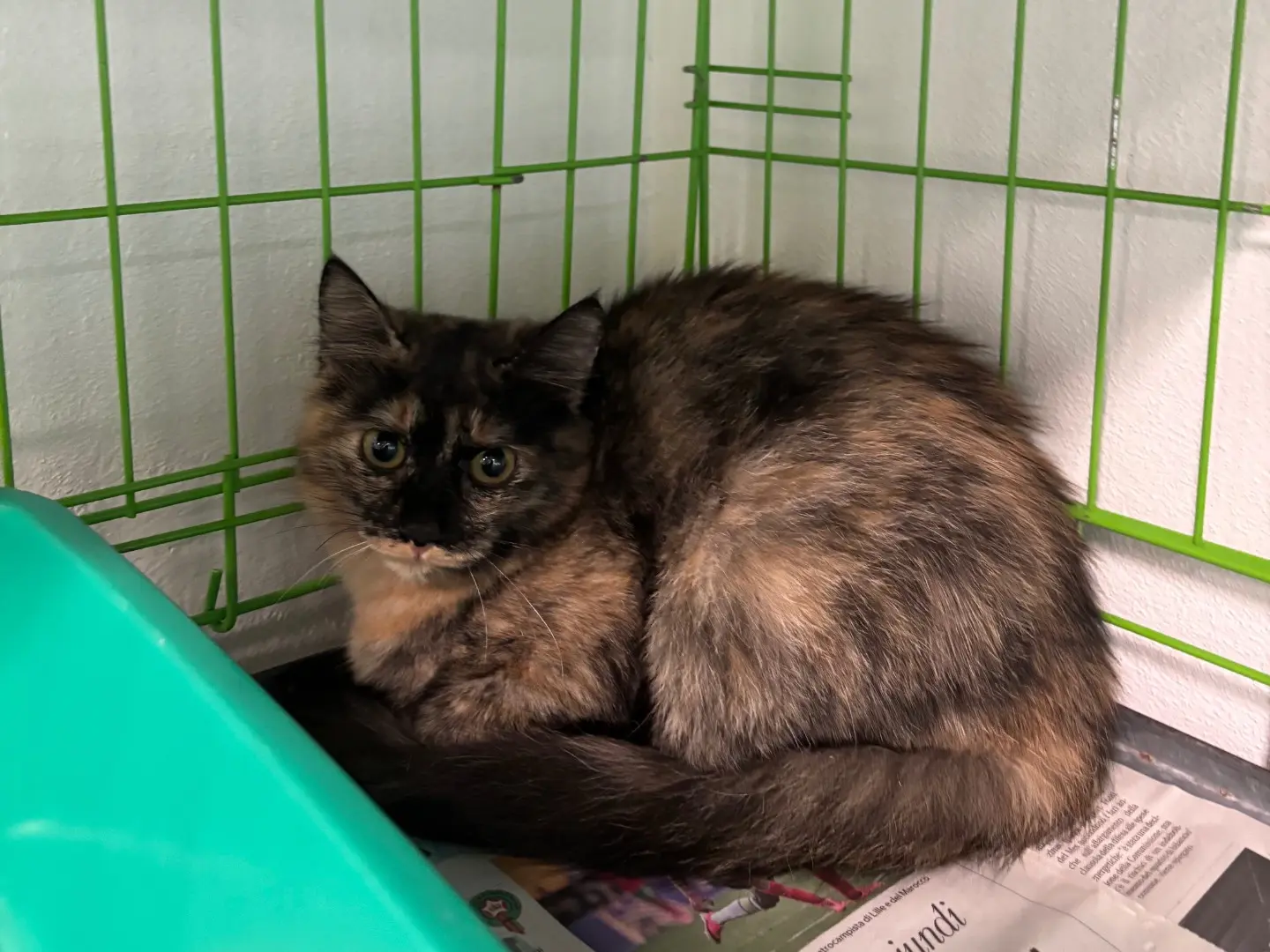Adotta un gatto, femmina, 5 mesi, Brescia