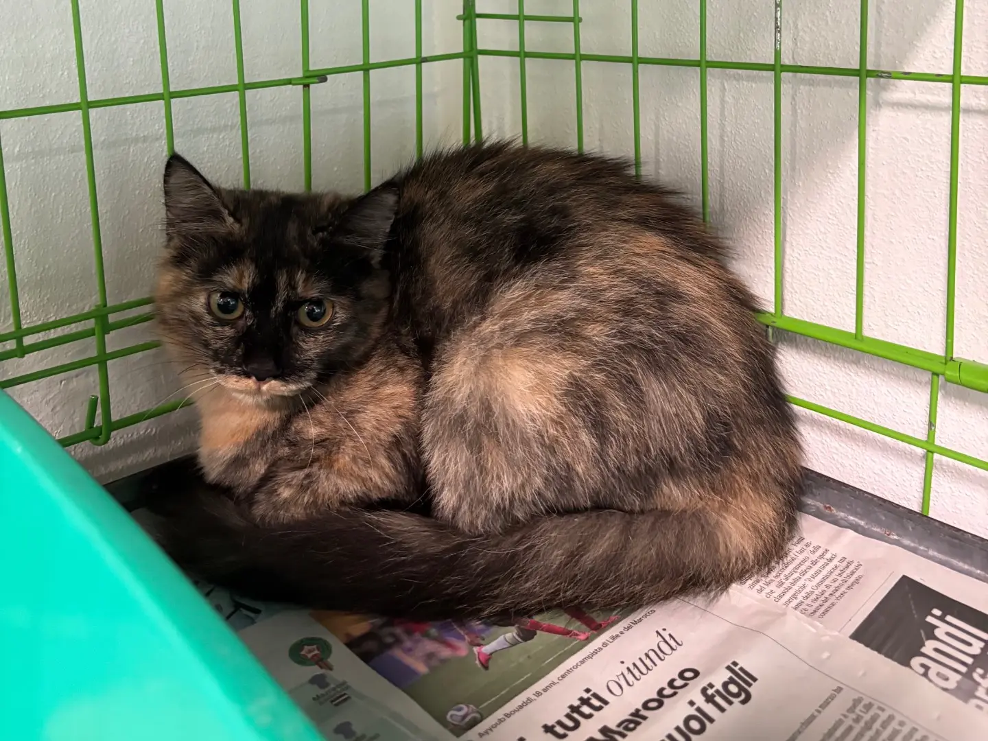 Adozione gatto, femmina, Razza sconosciuta Razza sconosciuta, 5 mesi, taglia non valida, Brescia
