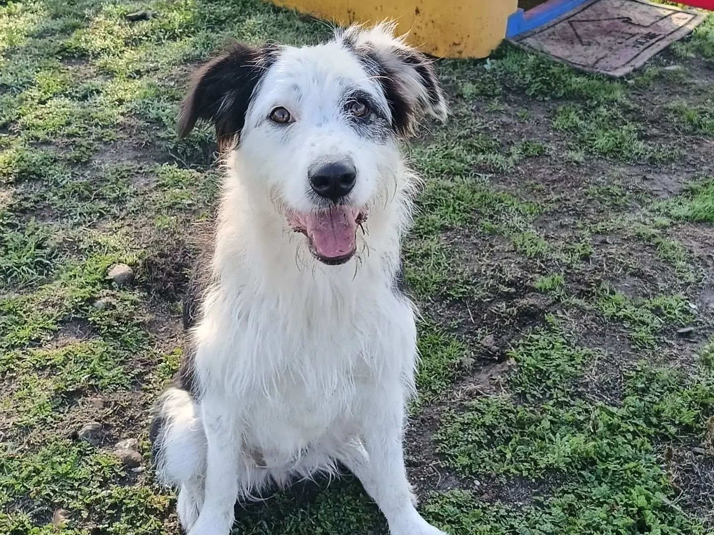 Adotta un cane, taglia media, femmina, Sassari