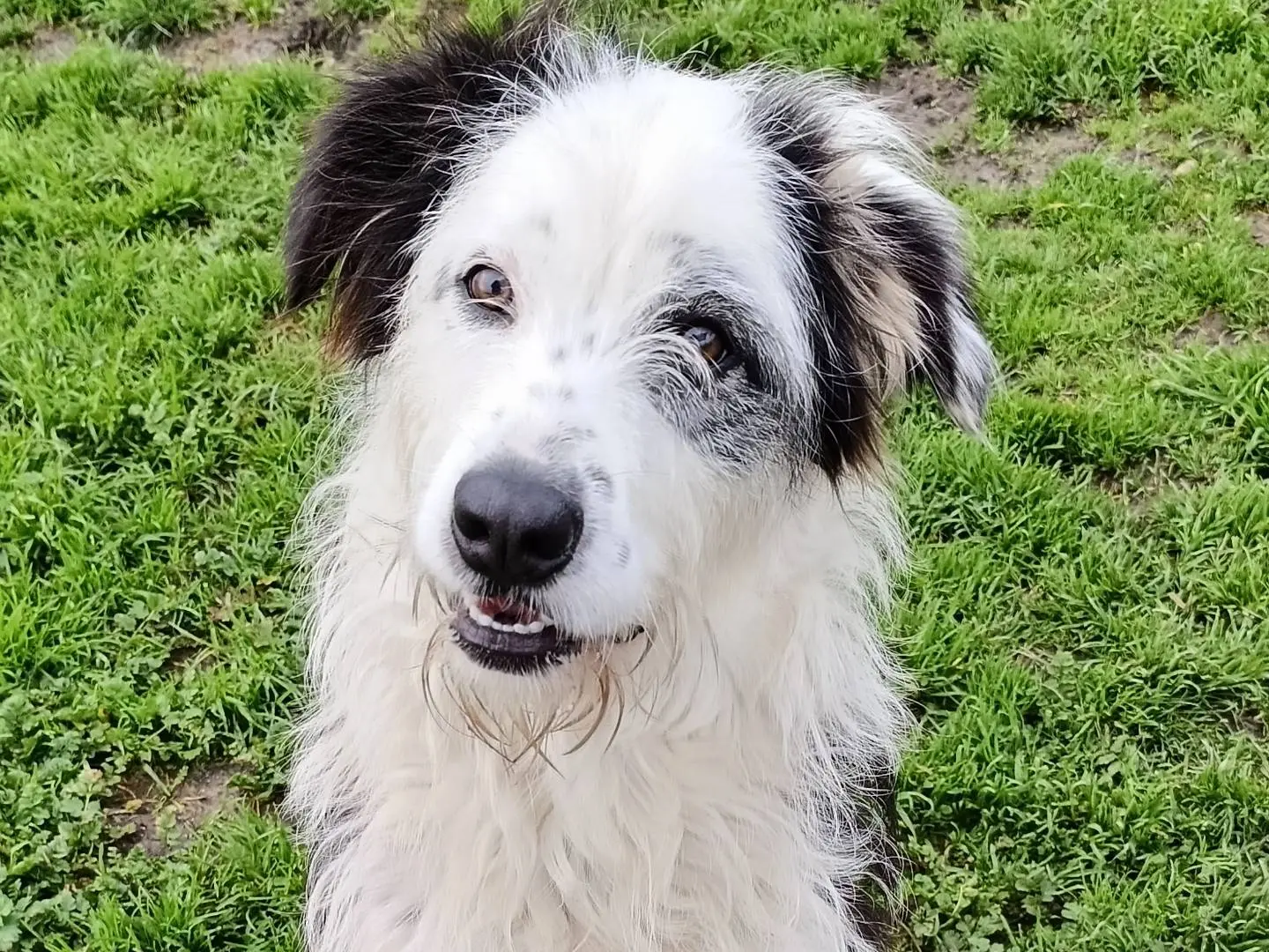 Adotta un cane, femmina, 1 anno e 10 mesi, Sassari