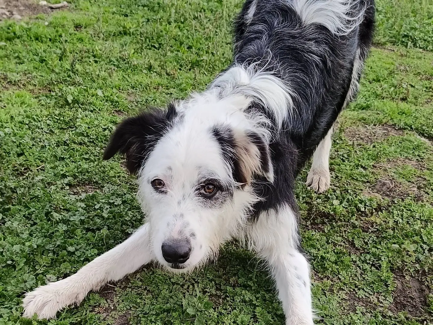 Adozione cane, femmina, Razza sconosciuta Razza sconosciuta, 1 anno e 10 mesi, taglia media, Sassari