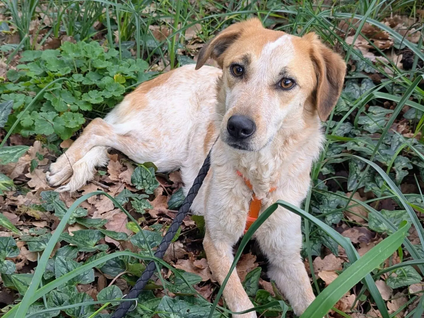 Adotta il cane Idra a Frosinone