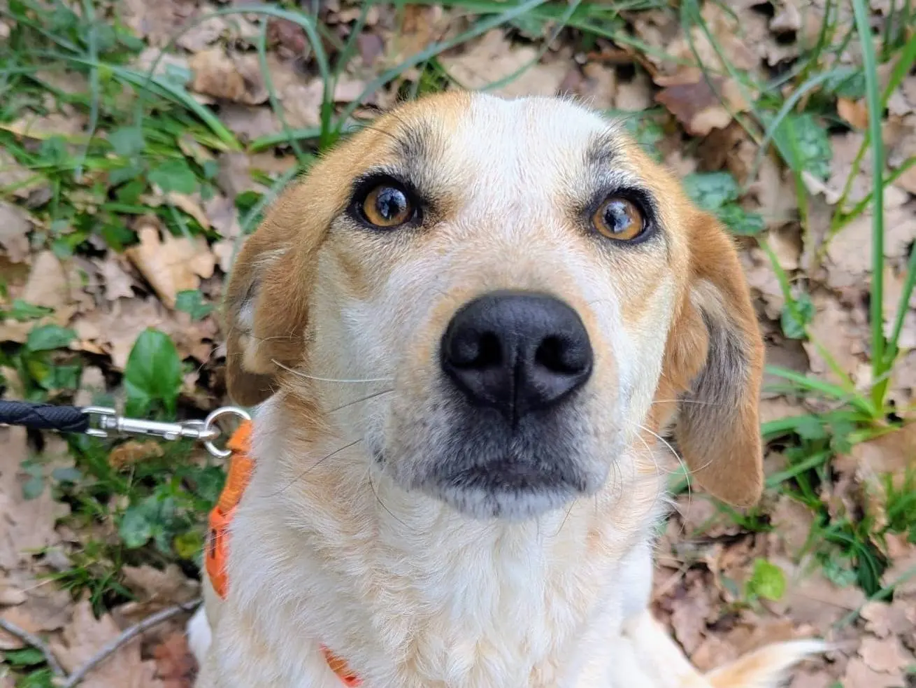 Adozione cane, femmina, Razza sconosciuta Razza sconosciuta, 2 anni e 4 mesi, taglia media contenuta, Frosinone