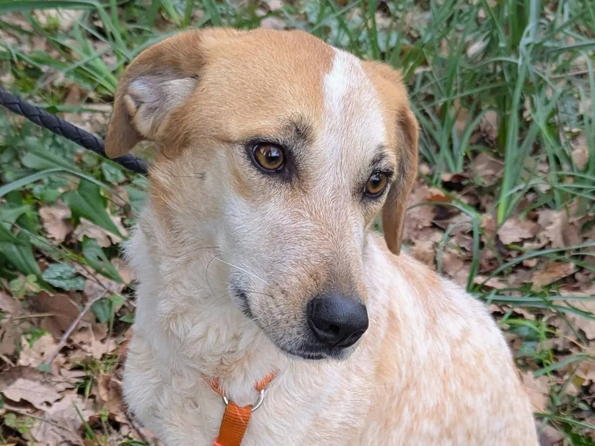 Vuoi adottare un cane a Frosinone?