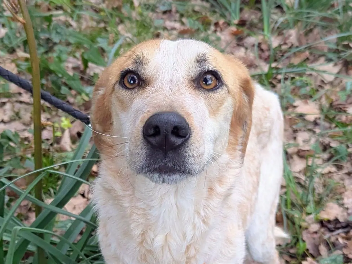 Adotta un cane, femmina, 2 anni e 4 mesi, Frosinone