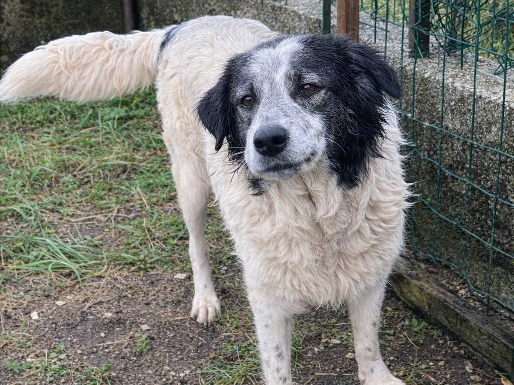 Adotta un cane, femmina, 5 anni e 1 mese, Avellino