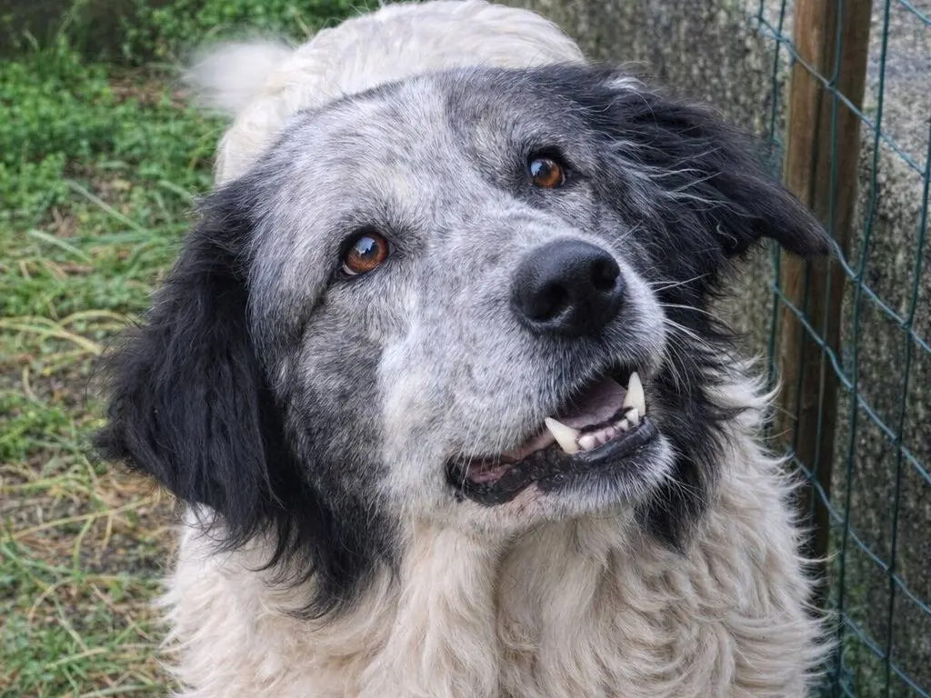 Adotta un cane, taglia grande, femmina, Avellino